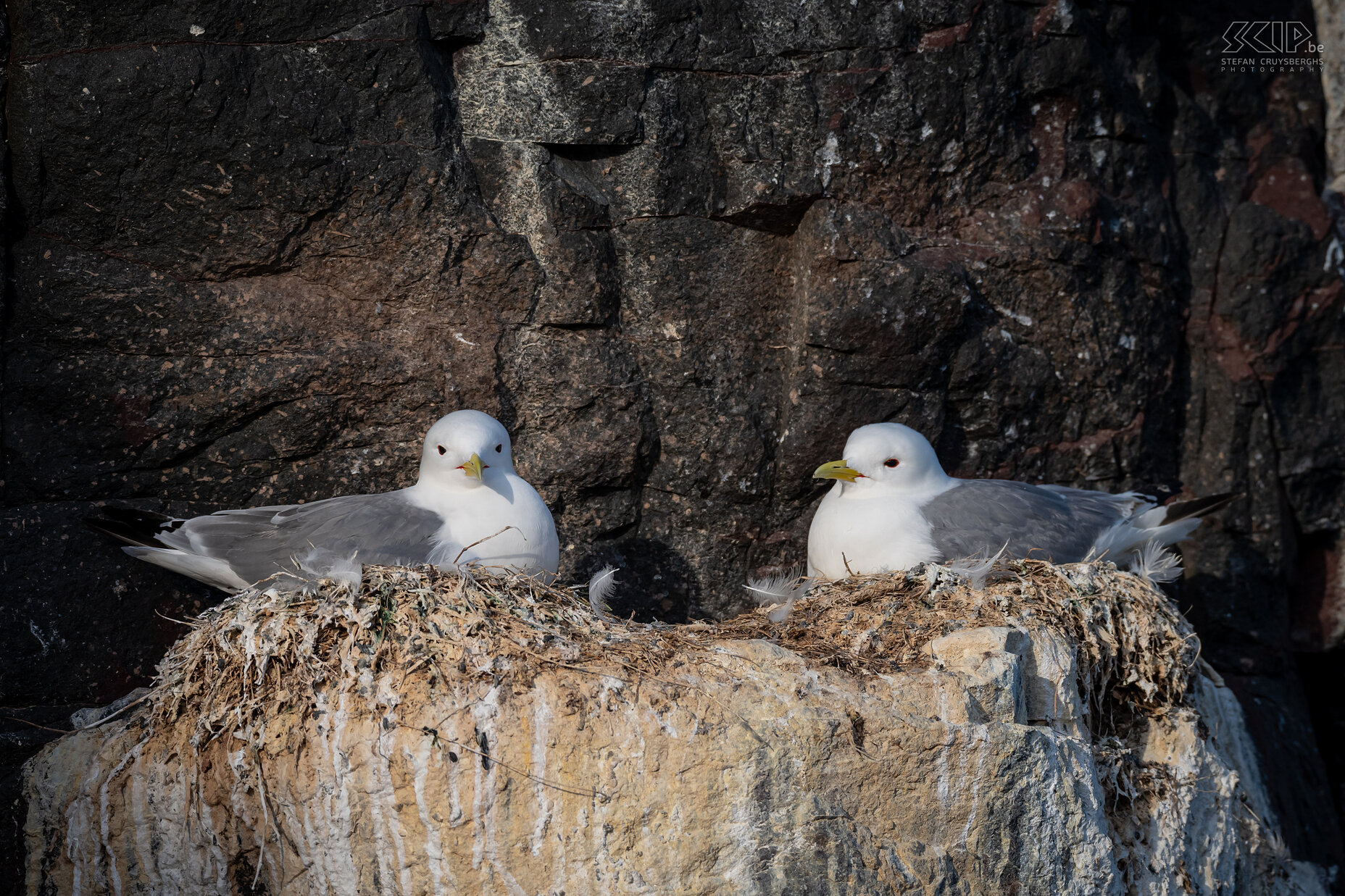 Farne Islands - Drieteenmeeuwen Op de steile kliffen van de Farne Islands zitten in het voorjaar ook heel wat broedparen van de drieteenmeeuw. In het Engels worden deze meeuwen 'kittiwake' genoemd zoals hun karakteristieke roep. Ze leven bijna het hele jaar op zee en de jonge vogels moeten na 5 à 7 weken al meteen van de hoge kliffen afspringen. Stefan Cruysberghs